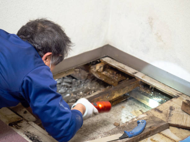 Best Best Mold Removal Companies  in Sebastian, FL