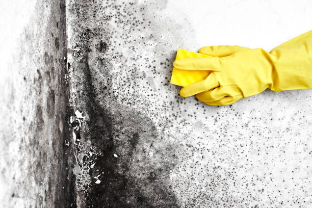 Best Toxic Mold Removal  in Sebastian, FL