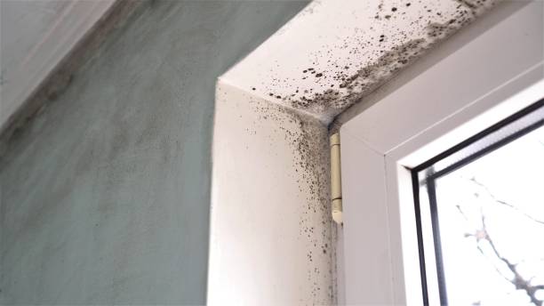 Best Fast Mold Removal  in Sebastian, FL