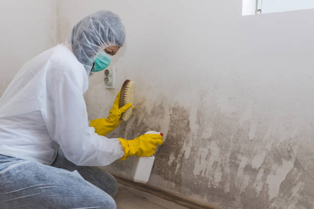 Best Mold Cleaning Services  in Sebastian, FL