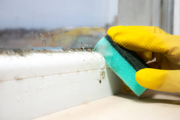 Best Commercial Mold Removal  in Sebastian, FL