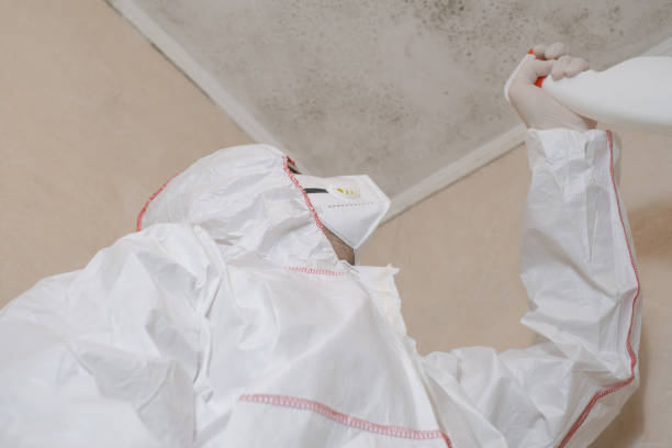 Best Mold Damage Repair  in Sebastian, FL