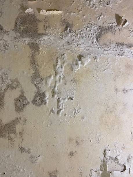 Best Black Mold Removal  in Sebastian, FL