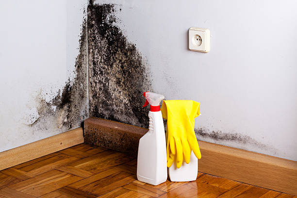 Best Black Mold Removal  in Sebastian, FL