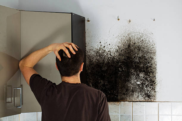 Best Mold Remediation Services  in Sebastian, FL