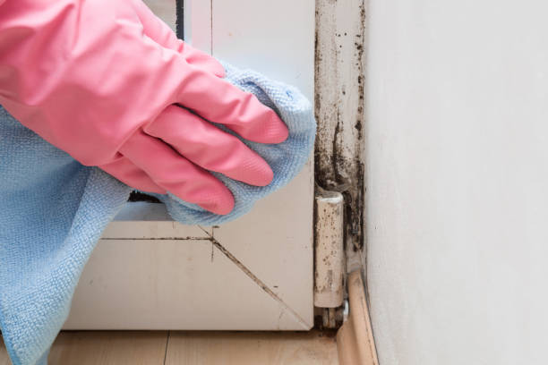 Best Attic Mold Removal  in Sebastian, FL