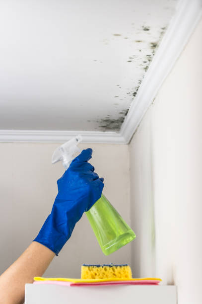 Best Residential Mold Removal  in Sebastian, FL