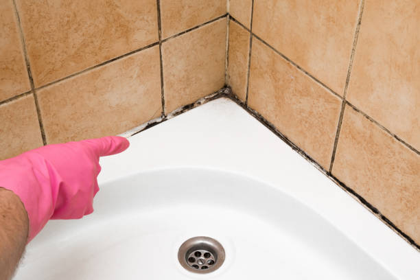 Best Mold Remediation  in Sebastian, FL