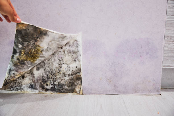 Attic Mold Removal in Sebastian, FL